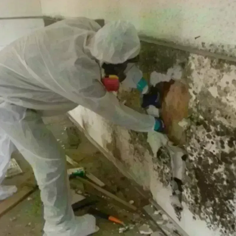 Mold Remediation and Removal in West Hill, OH